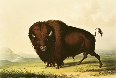 Un bison, vers 1832 - George Catlin